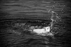 Gone for a Swim