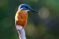 kingfisher-3