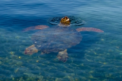 Tony the Turtle
