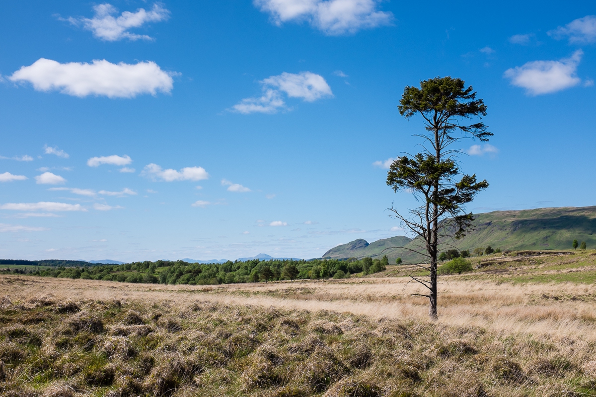 Lonely Scots Pine on the Muir