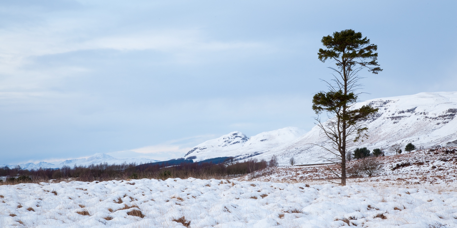 lonely-pine-4