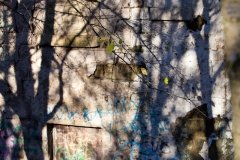 lunchtime-wanders-the-high-street-2