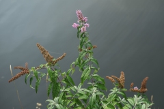 Flowers on the edge