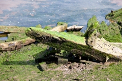 lunchtime-wanders-clydeside-south-3