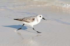 mexican-sanderlings-1