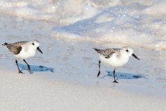 mexican-sanderlings-2