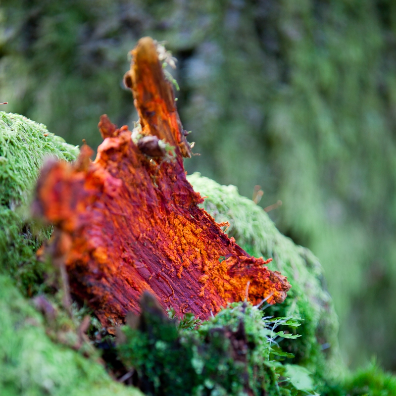 Barking Red and Orange