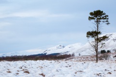 new-years-day-walk-1