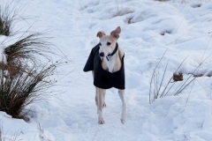 new-years-day-walk-12