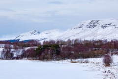 new-years-day-walk-2