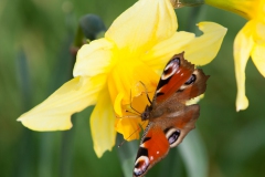 Peackock Butterfly