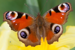 Peackock Butterfly