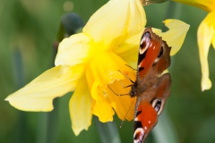 Peackock Butterfly