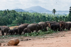 Pinnawala Orphanage