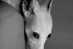 Got a little black foam and have been experimenting a bit with bounce flash.