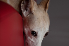 Got a little black foam and have been experimenting a bit with bounce flash.