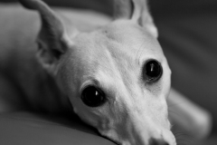 Got a little black foam and have been experimenting a bit with bounce flash.