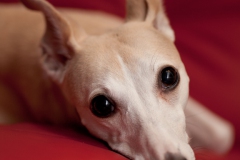 Got a little black foam and have been experimenting a bit with bounce flash.