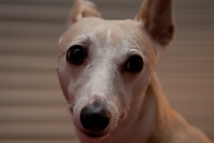 Panic (No Wonky Chomp?)