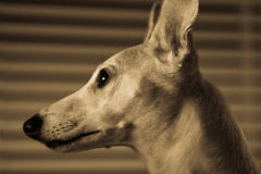 Got a little black foam and have been experimenting a bit with bounce flash.