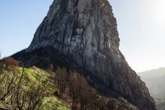 roque-1