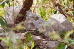 squirrel-cuckoo-5