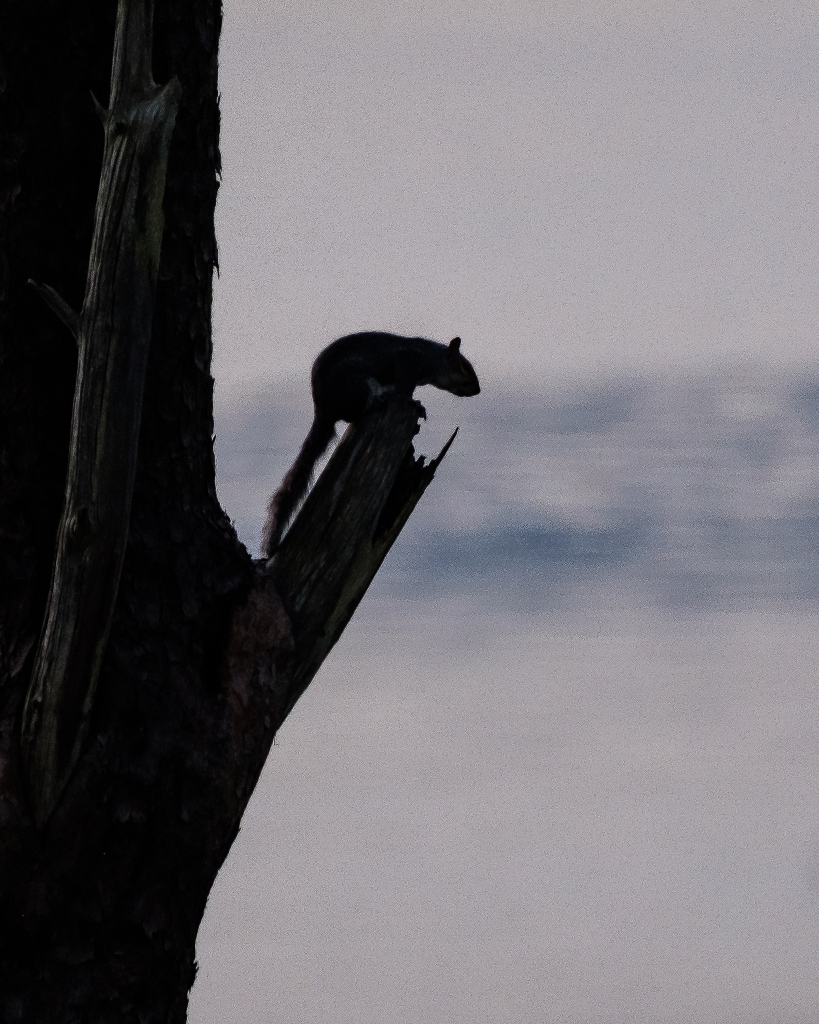 squirrel-on-a-scots-pine-2