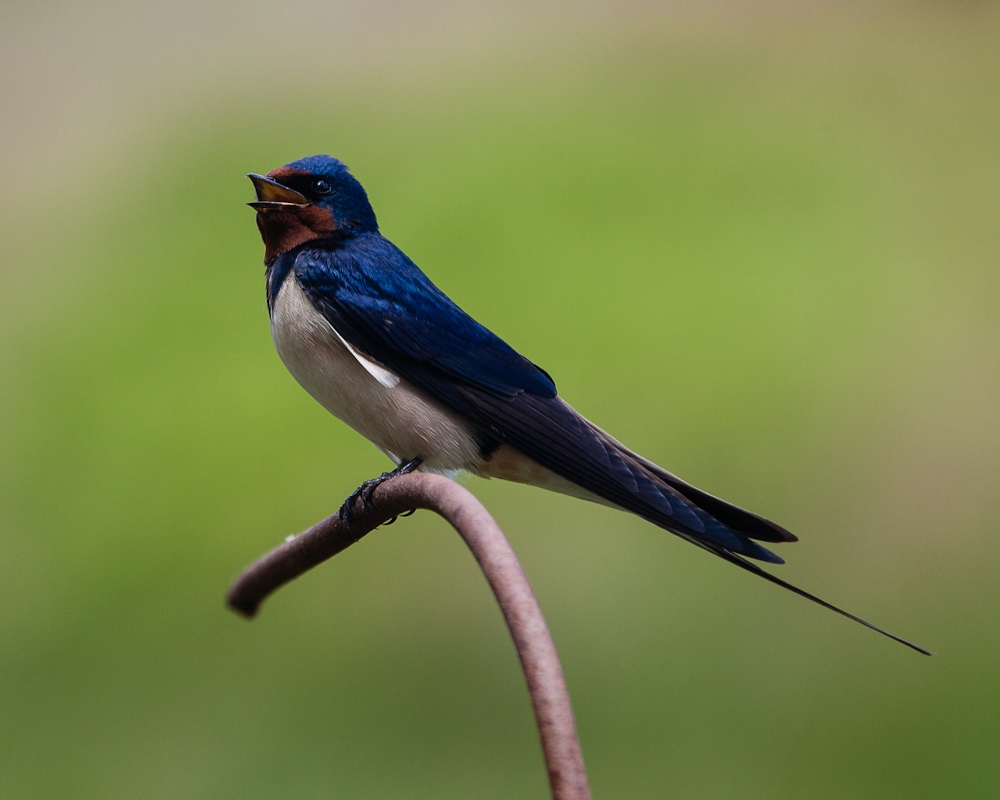 Swallow Singing