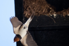 swallow-in-flight-11