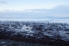 timber-ponds-in-the-clyde-5