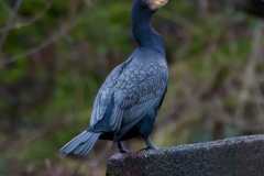 Urban Cormerant