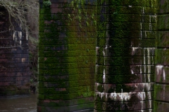 Cormorants on a Derelict Railway Bridge