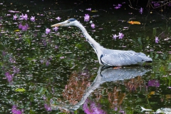 Urban Grey Heron