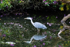 Urban Grey Heron