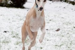 waehae-its-snowing-2