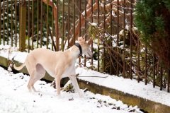 waehae-its-snowing-3