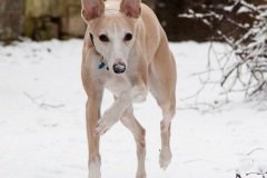 waehae-its-snowing-4