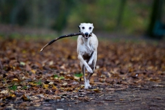 walkies-walkies-1