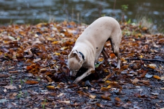walkies-walkies-2