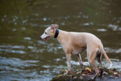walkies-walkies-3