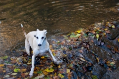 walkies-walkies-4