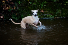 walkies-walkies-5