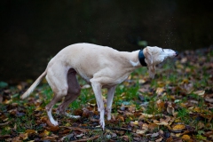 walkies-walkies-6