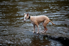 walkies-walkies-7