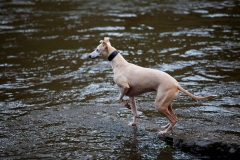 walkies-walkies-8