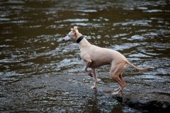 walkies-walkies-8