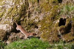 weasel-1