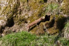 weasel-2