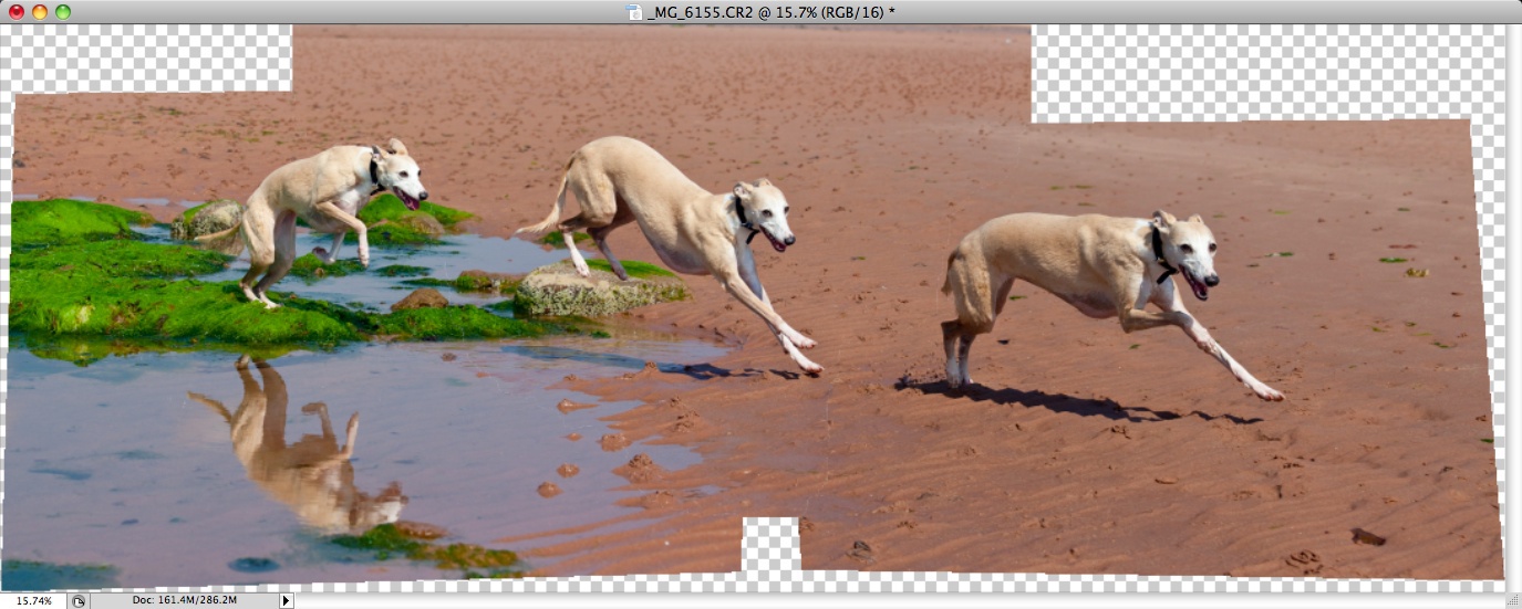 whippet-triplets-6