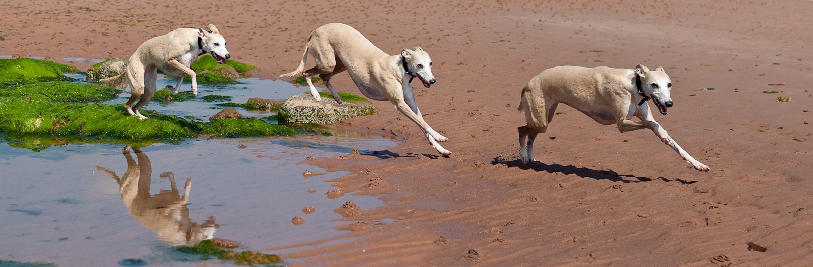 whippet-triplets-1